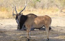 Gambia Tours and Travel Limited3