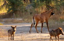 Gambia Tours and Travel Limited5
