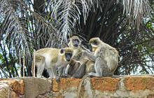 Gambia Tours and Travel Limited6