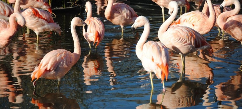 Temaiken - Natural Biopark