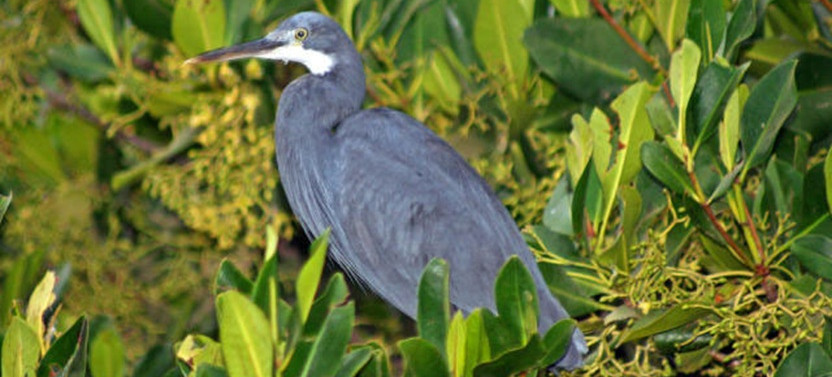 Nature Explorer (Birds and Breakfast)
