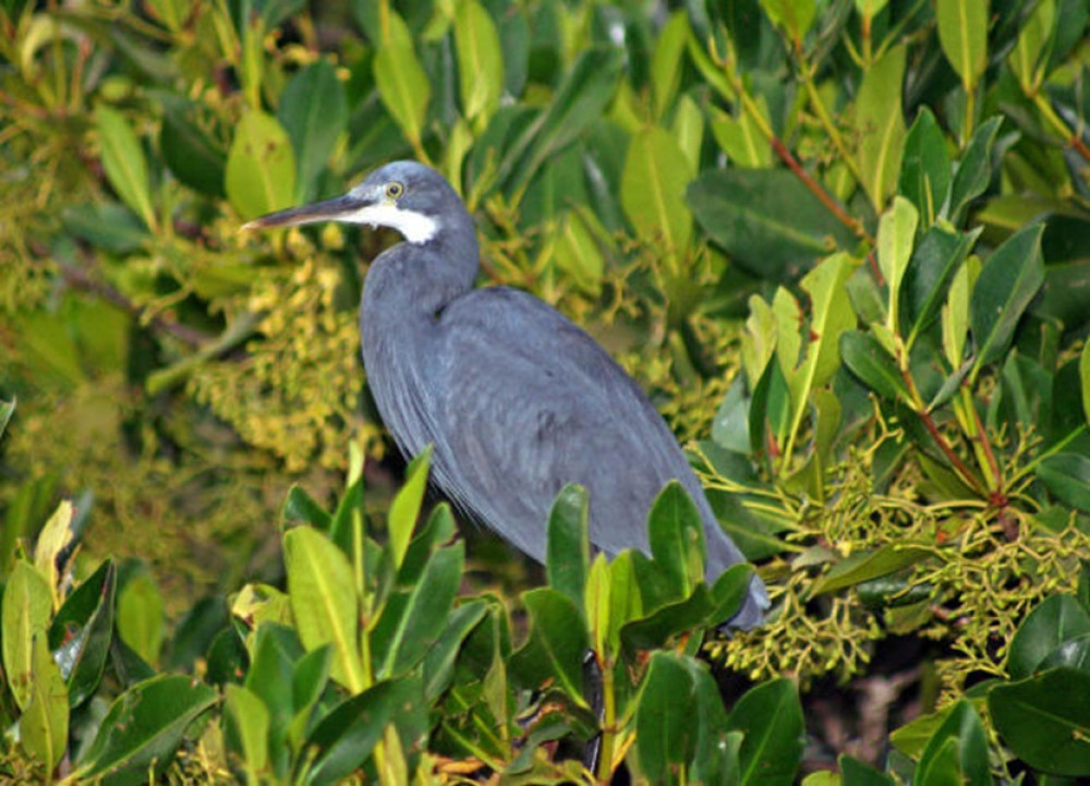 Nature Explorer (Birds and Breakfast)