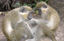 Gambia Tours and Travel Limited5