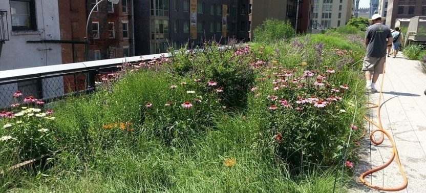 The High Line Small Group Walking Tour