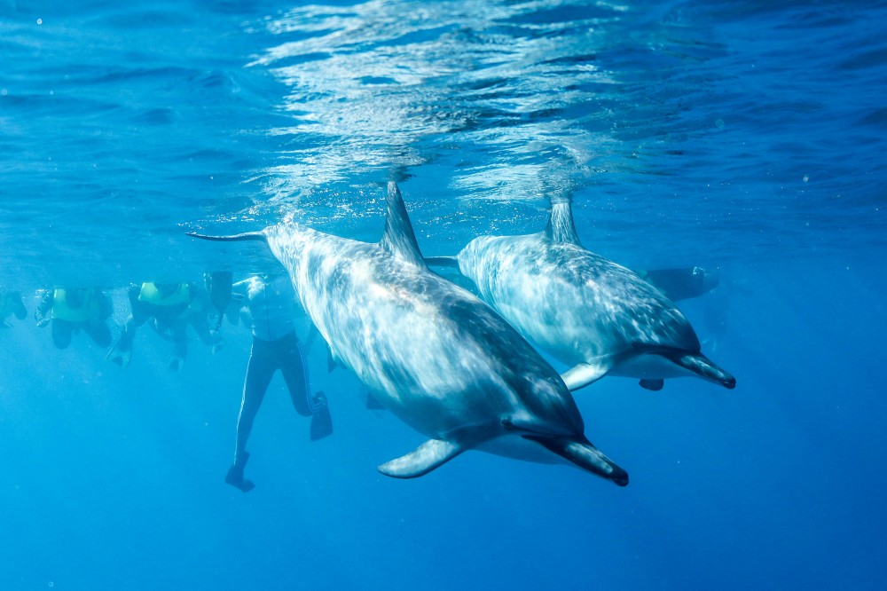 Swim with Dolphins in their Oahu Habitat Honolulu Project Expedition