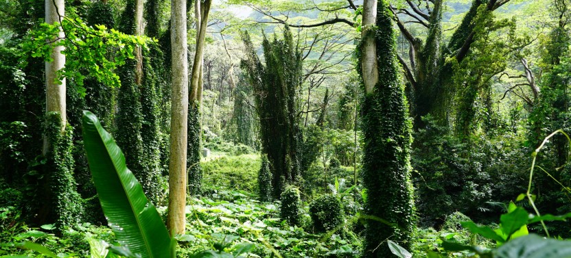 Oahu Hiking Tours : Manoa Waterfall with lunch at Tantalus Picnic
