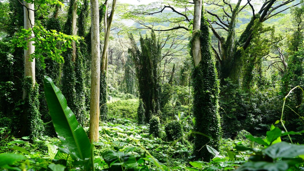 Oahu Rainforest and Waterfall Hike - Honolulu | Project Expedition