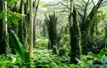 Oahu Rainforest and Waterfall Hike