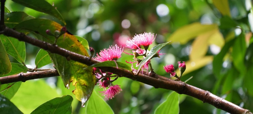 Oahu Hiking Tours : Manoa Waterfall with lunch at Tantalus Picnic