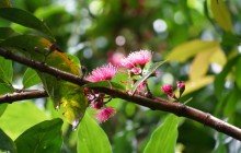 Oahu Rainforest and Waterfall Hike