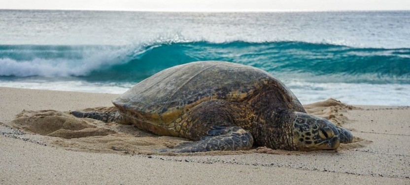 Oahu Grand Circle Island Full-Day Tour - Garlic Shrimp Lunch Included