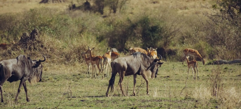 3 Days Safari To Lake Manyara, Tarangire & Ngorongoro Crater