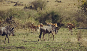 A picture of 3 Days Safari To Lake Manyara, Tarangire & Ngorongoro Crater