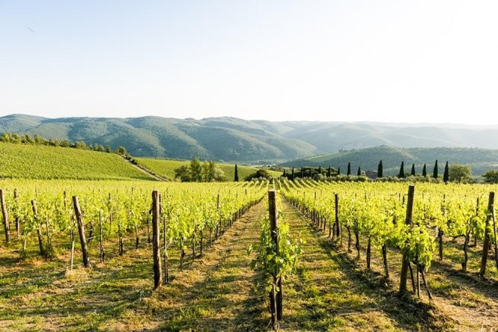 Tour and Tasting at an Organic Winery in the Heart of Chianti