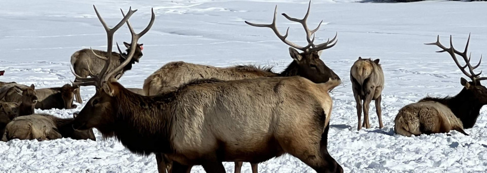 Hardware Ranch Elk Refuge Adventure