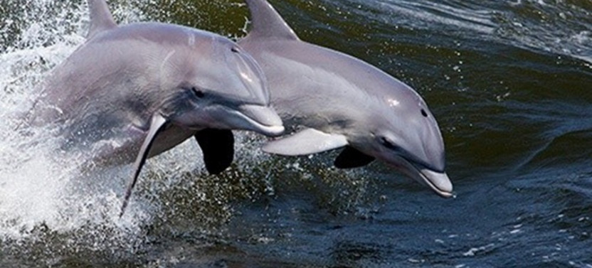 Private Dolphin Sightseeing in Melbourne on “This Island” Tiki Boat