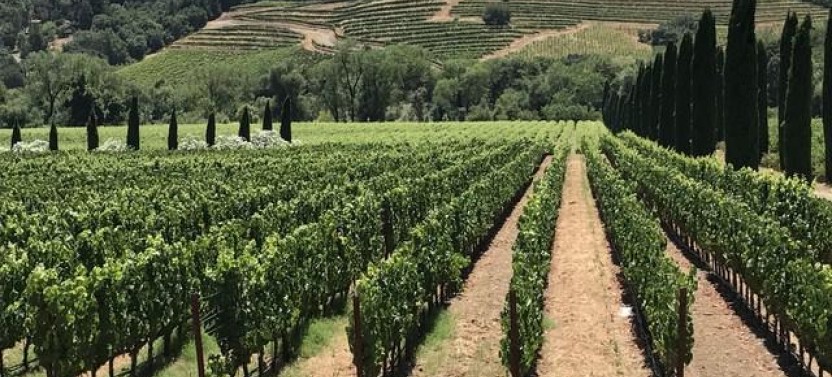 The Great Wine Tour - Small Group