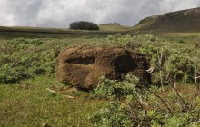 Kava Kava Tours3