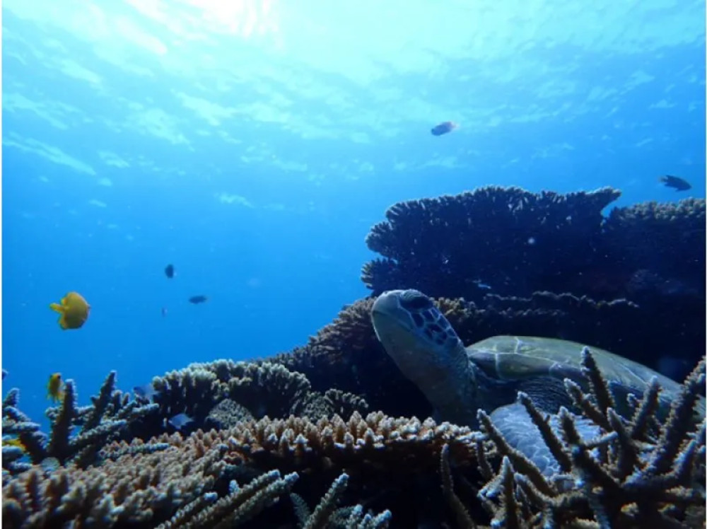Blue Cave Exploration & Snorkeling Tour