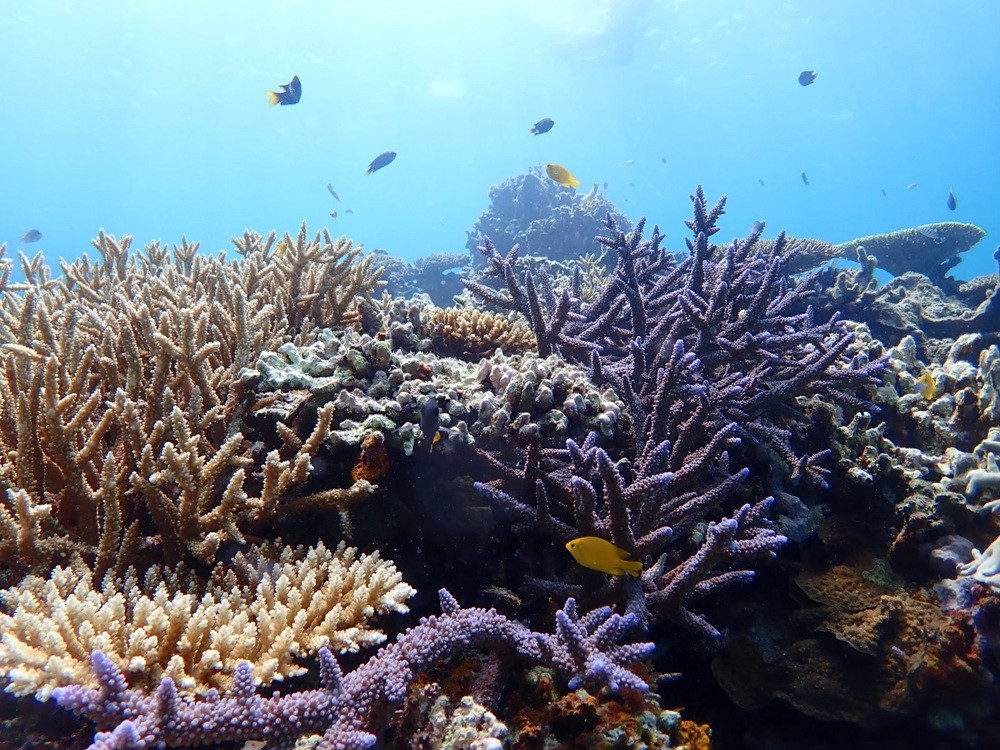 Phantom Island Snorkeling Half-Day Tour