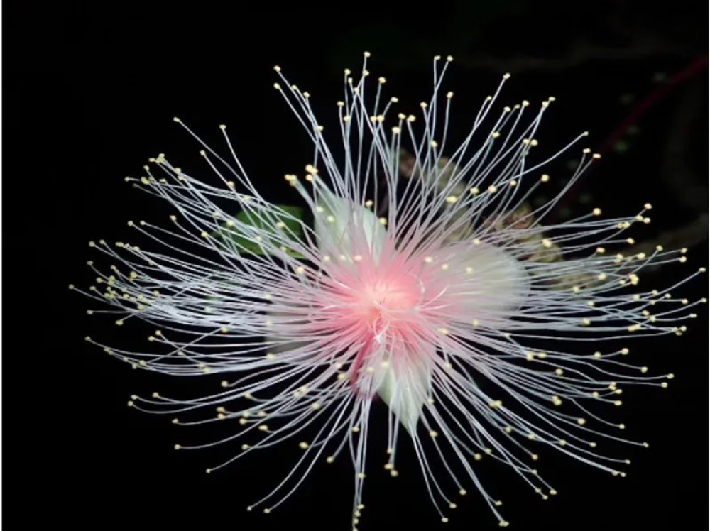 Summer Night Barringtonia Flower Viewing Experience in Nansei Islands