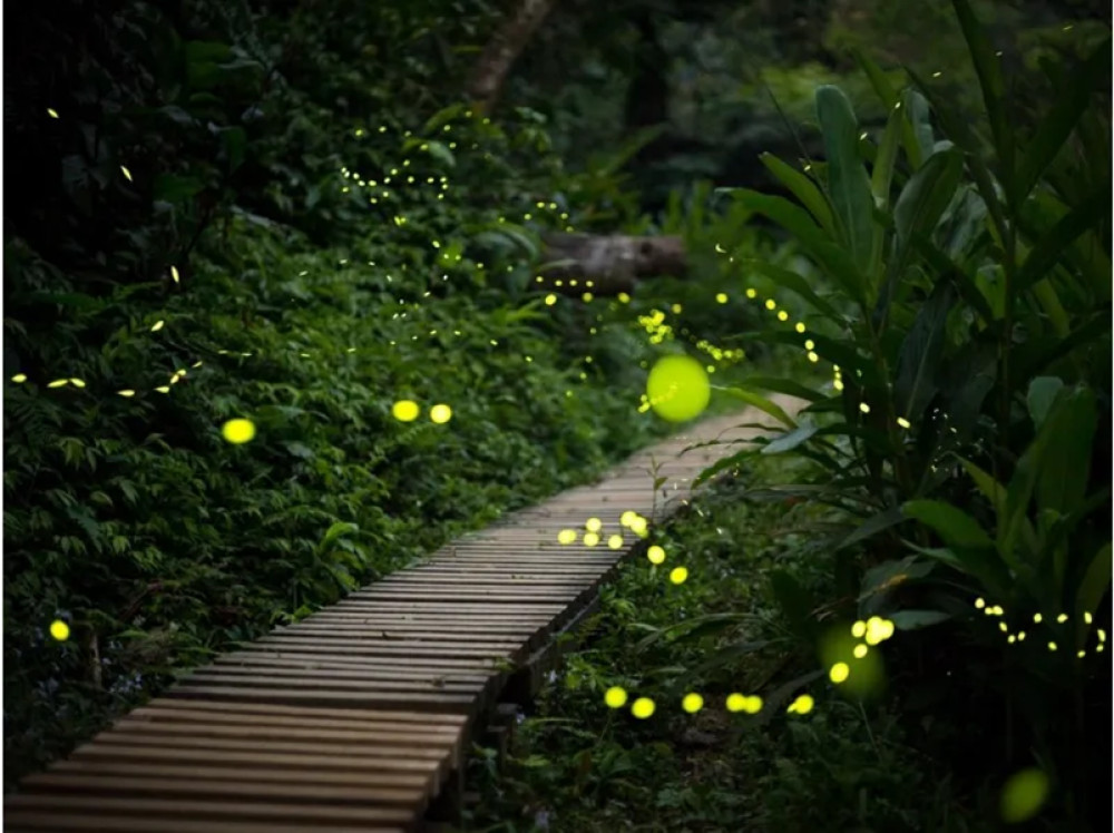 Twilight Yaeyama Hime Firefly Viewing Tour in Yaeyama Islands