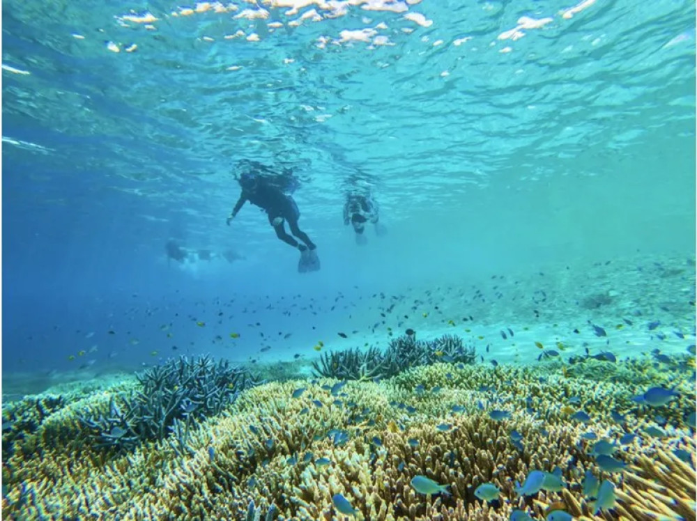 Barasu Island Snorkeling and Mangrove SUP or Canoe Adventure
