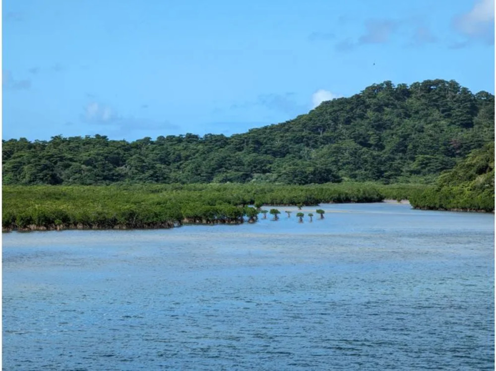 Urauchi River SUP or Canoe Adventure Through Iriomote Mangroves