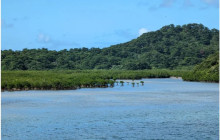 IRIOMOTE ADVENTURE PiPi1