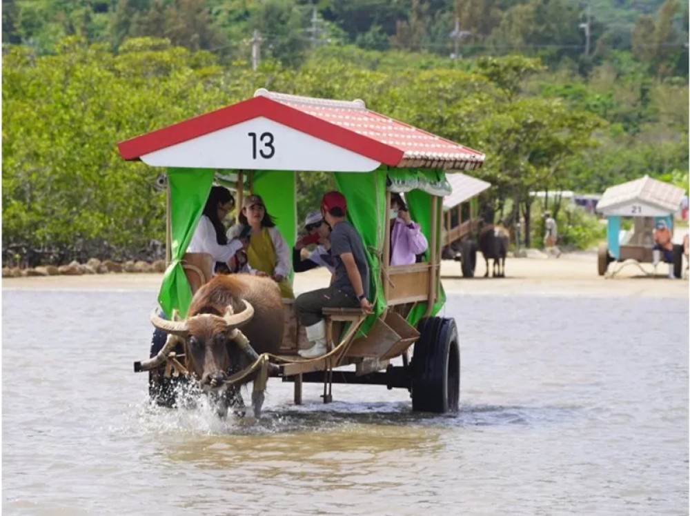 Yubu Island Sightseeing With Mangrove SUP or Canoe