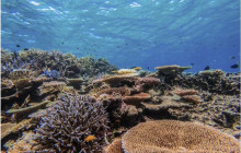 IRIOMOTE ADVENTURE PiPi1