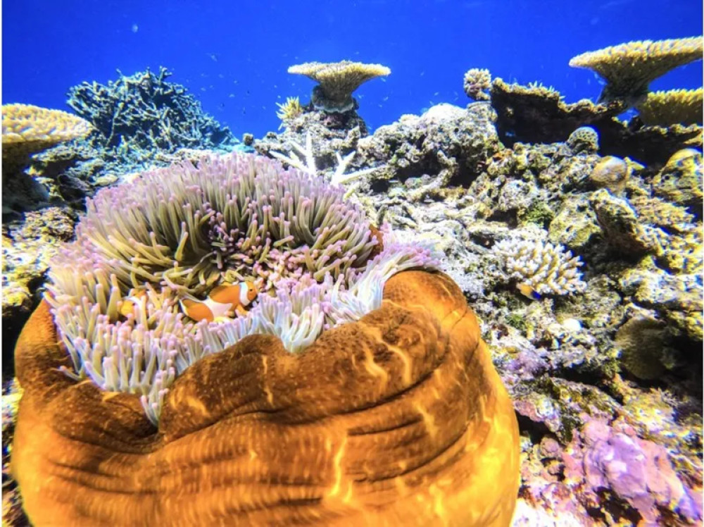 Barasu Island Snorkeling Adventure With Sea Turtles