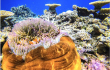 IRIOMOTE ADVENTURE PiPi1