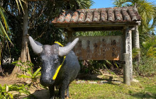 IRIOMOTE ADVENTURE PiPi16
