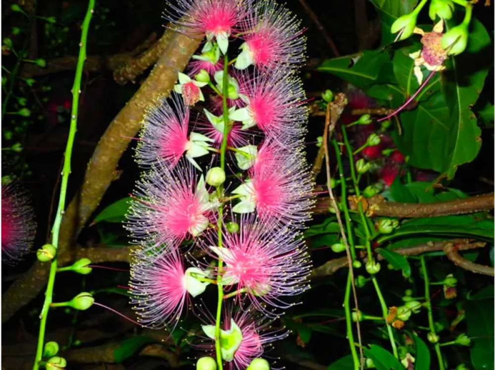 Night Sagaribana Flower Viewing Tour in the Nansei Islands