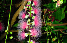 IRIOMOTE ADVENTURE PiPi1