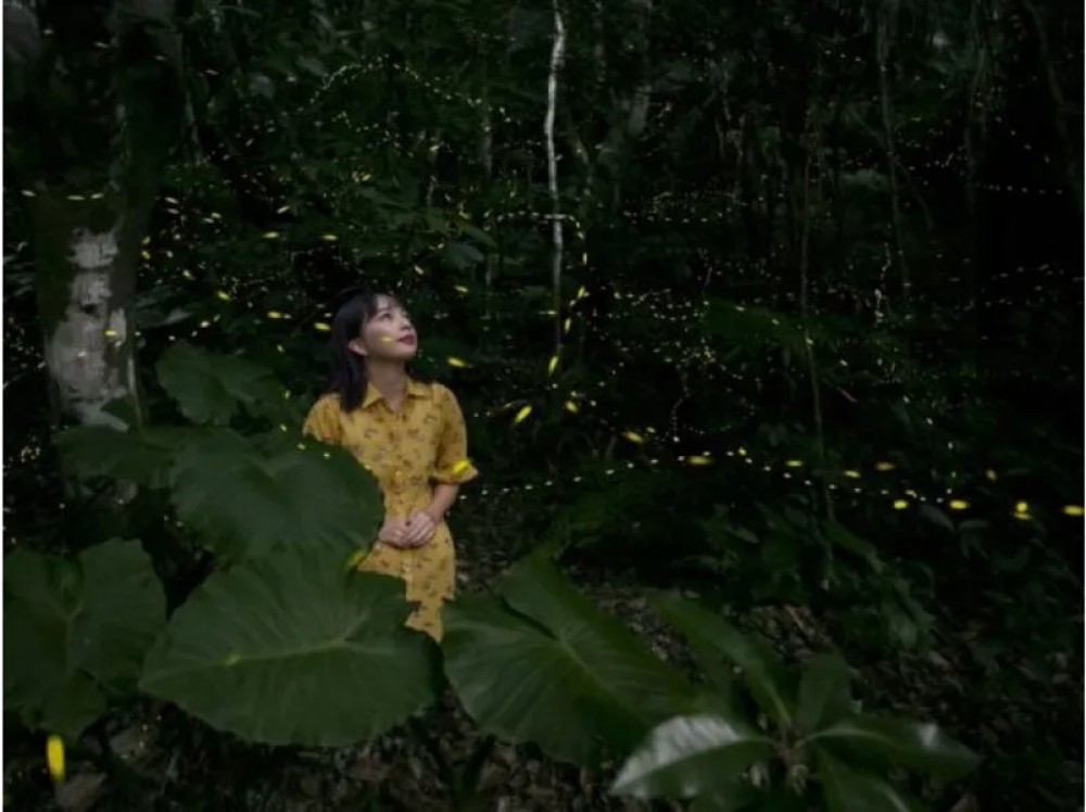 Evening Firefly Viewing Experience in the Yaeyama Islands