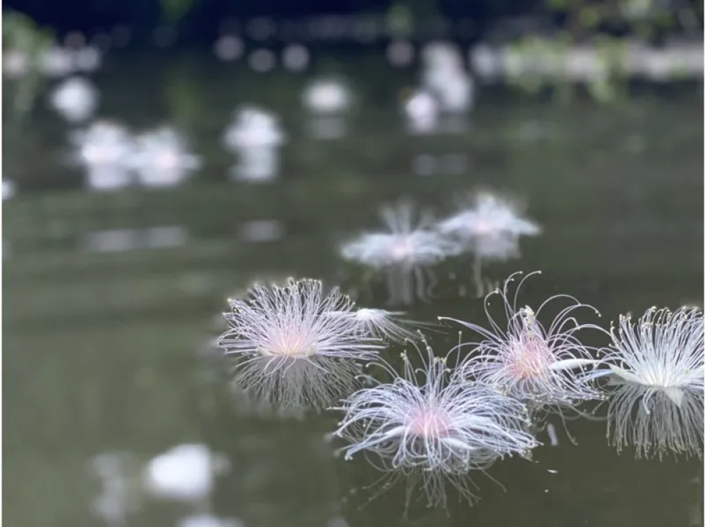 Early Morning One-Night Flower Nature Tour on Iriomote Island