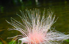 IRIOMOTE ADVENTURE PiPi2