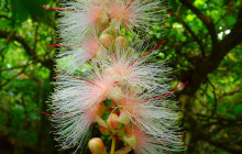IRIOMOTE ADVENTURE PiPi3