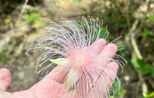 IRIOMOTE ADVENTURE PiPi12