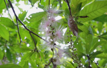 IRIOMOTE ADVENTURE PiPi13