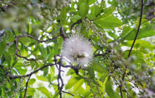 IRIOMOTE ADVENTURE PiPi14