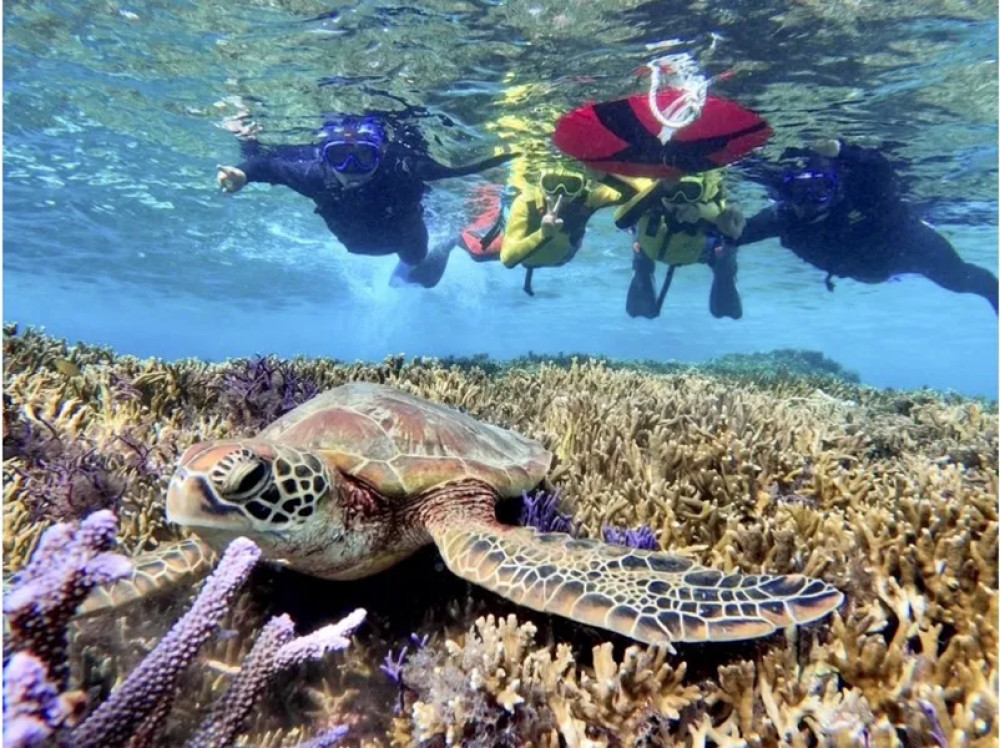 Half-Day Sea Turtle Snorkeling Adventure in Miyakojima
