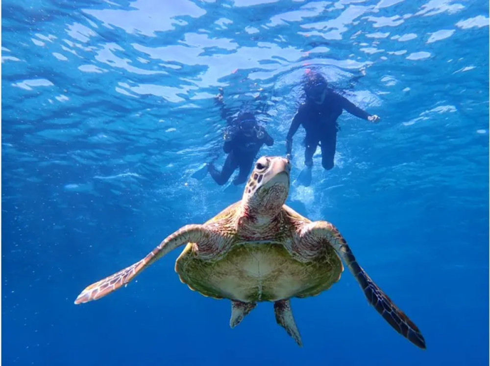 Half-Day SUP or Canoe & Sea Turtle Snorkeling in Miyakojima