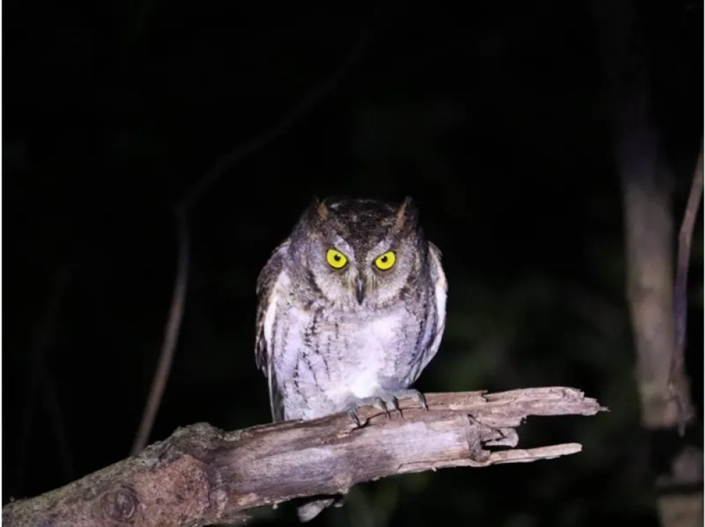 Miyakojima Night Jungle Adventure and Starry Sky Tour