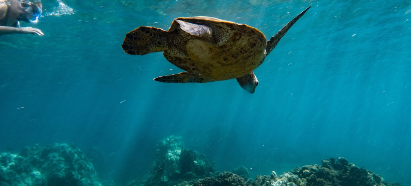 2 Hour Afternoon Adventure Snorkel