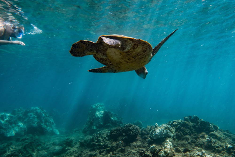 2 Hour Afternoon Adventure Snorkel