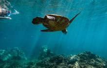 The Magic Merman Snorkel Charters7