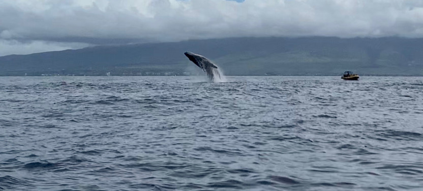 2 Hour Whale Watch Boat Tour